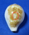 Zonaria angelicae